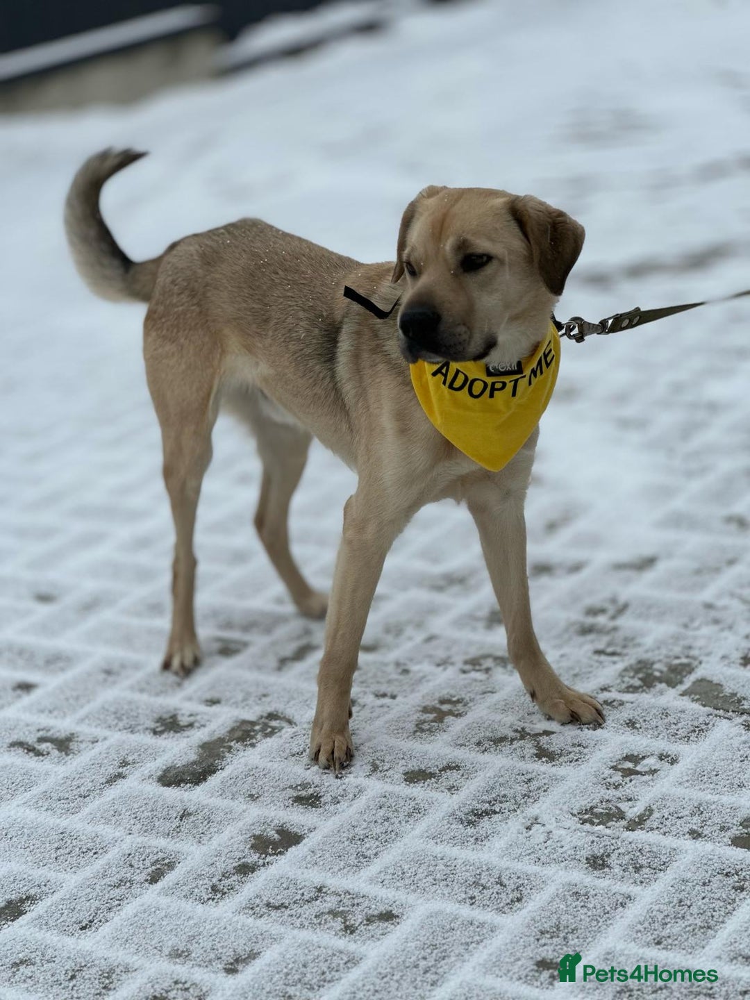 Mixed Breed dogs for adoption: 💙RUFUS💙- Young, Misunderstood, Fading In Kennels - Advert 5