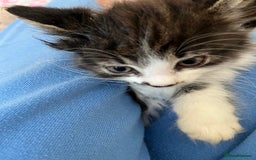 British Shorthair cats for sale: Make kitten aged 12 weeks .  - Image 2