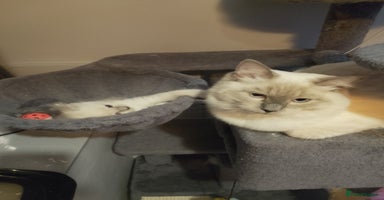 Ragdoll cats - Advert 14