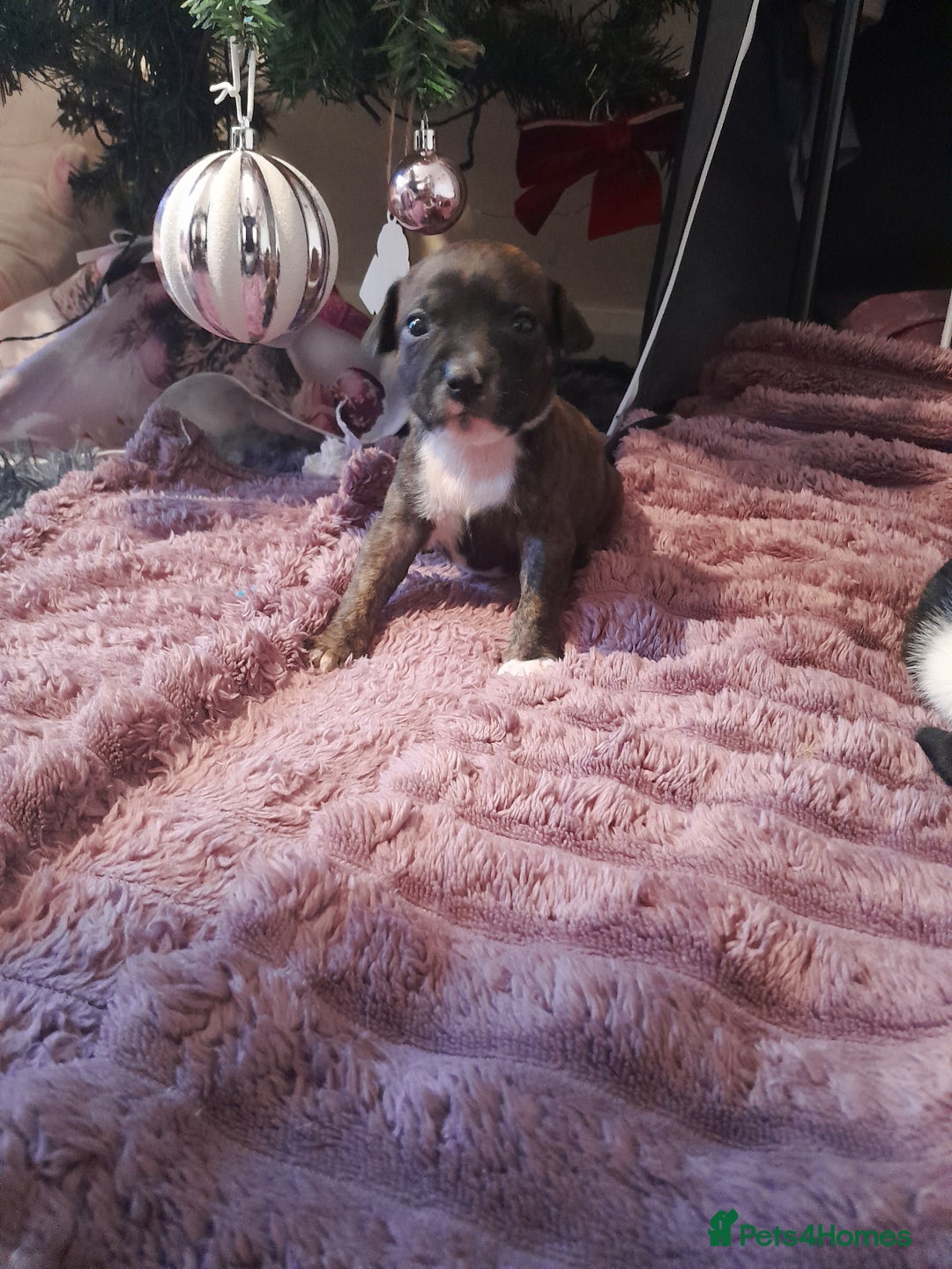 Staffordshire Bull Terrier dogs for sale: Staffordshire bull terrier puppies - Advert 7