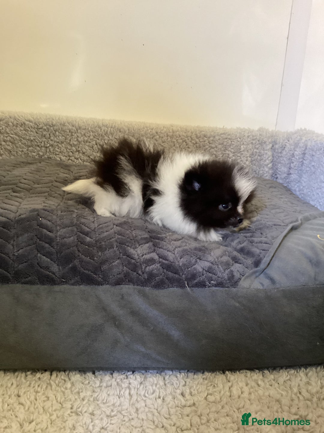 Pomeranian dogs for sale: Pomeranian  - Image 10