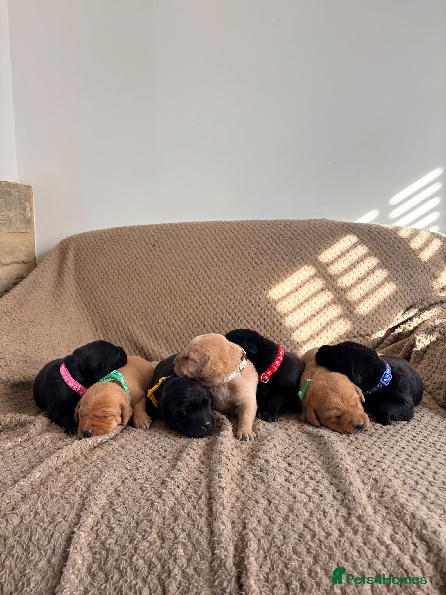 Labrador Retriever dogs 7 Gorgeous Labrador puppies - Advert 11