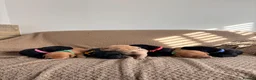 Labrador Retriever dogs for sale: 7 Gorgeous Labrador puppies in Towcester - Advert 1