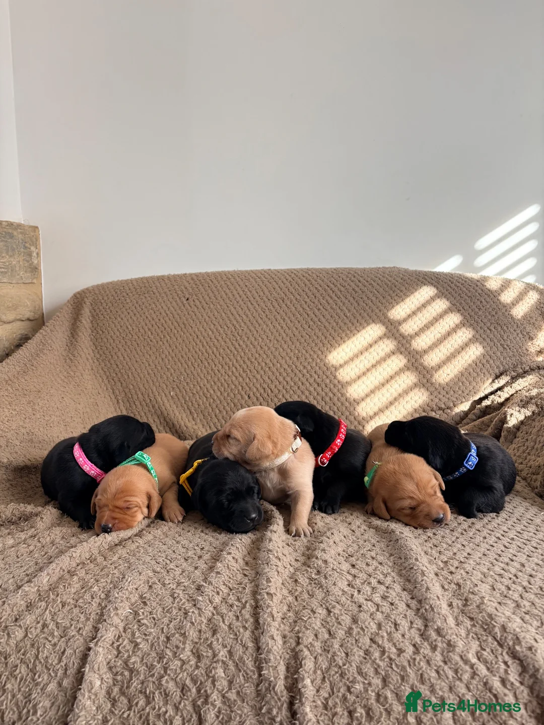 Labrador Retriever dogs for sale: 7 Gorgeous Labrador puppies in Towcester - Advert 1