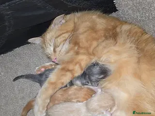 Mixed Breed cats Ragcoon mix kittens - Advert 2