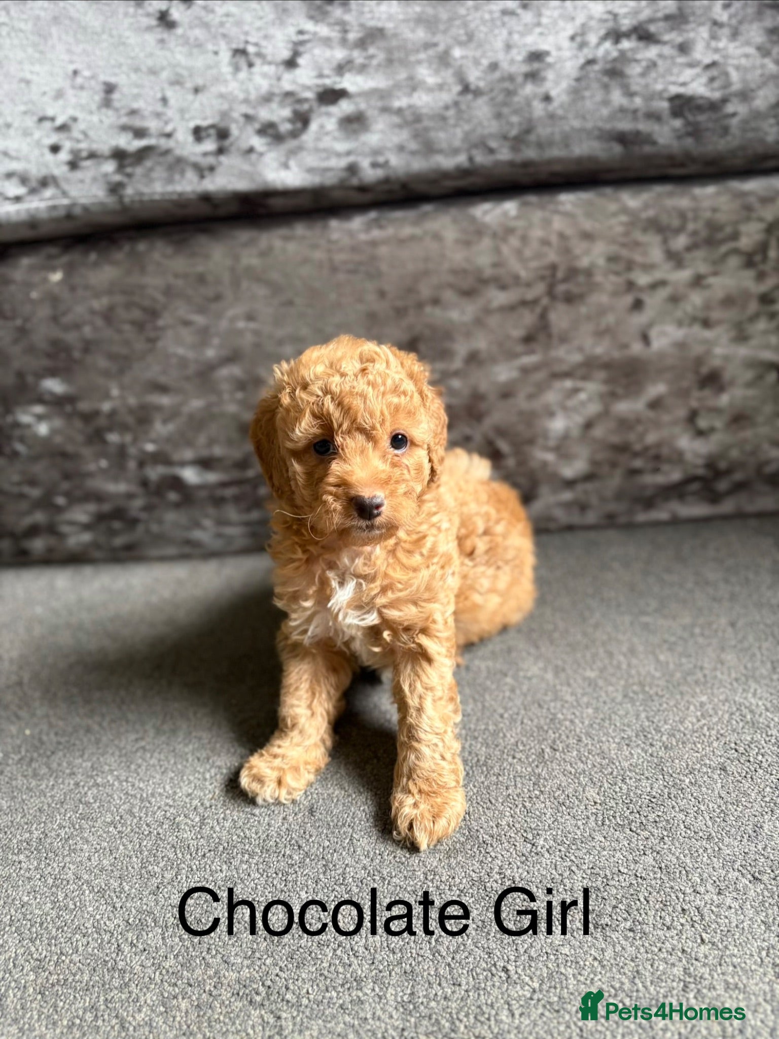 Cockapoo dogs Cockapoo Puppies for sale  - Advert 2