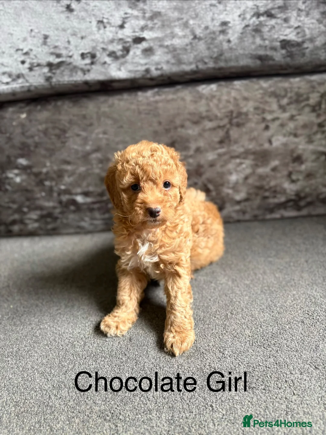 Cockapoo dogs for sale: Cockapoo Puppies for sale  - Advert 2