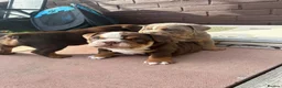 English Bulldog dogs for stud: Chocolate and tan bulldog for stud  - Advert 4