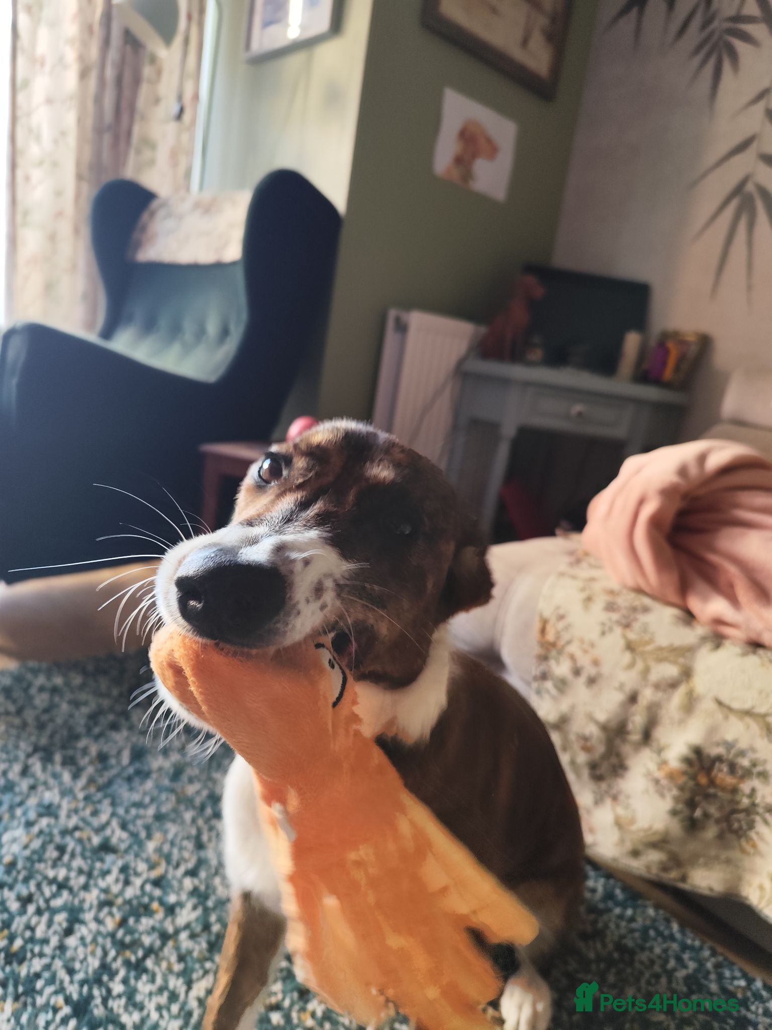Mixed Breed dogs Border Collie x greyhound x Labrador x spaniel mix - Advert 16