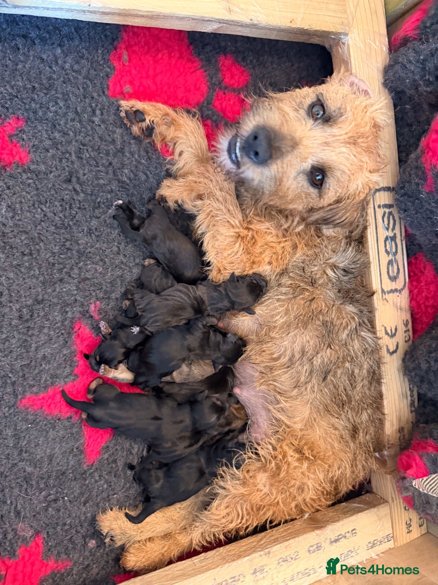 Mixed Breed dogs Border x Lakeland cross parson russel pups  - Advert 10