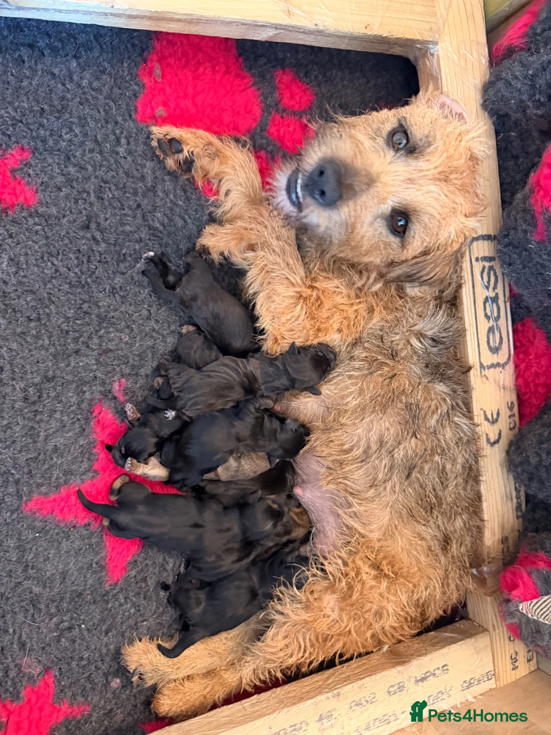 Mixed Breed dogs for sale: Border x Lakeland cross parson russel pups  in Gretna - Advert 1