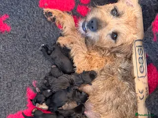 Mixed Breed dogs Border x Lakeland cross parson russel pups - Advert 3