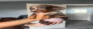 Dachshund 1