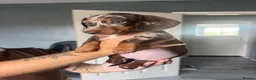 Dachshund dogs for sale: Chocolate and tan dapple female  - Advert 1