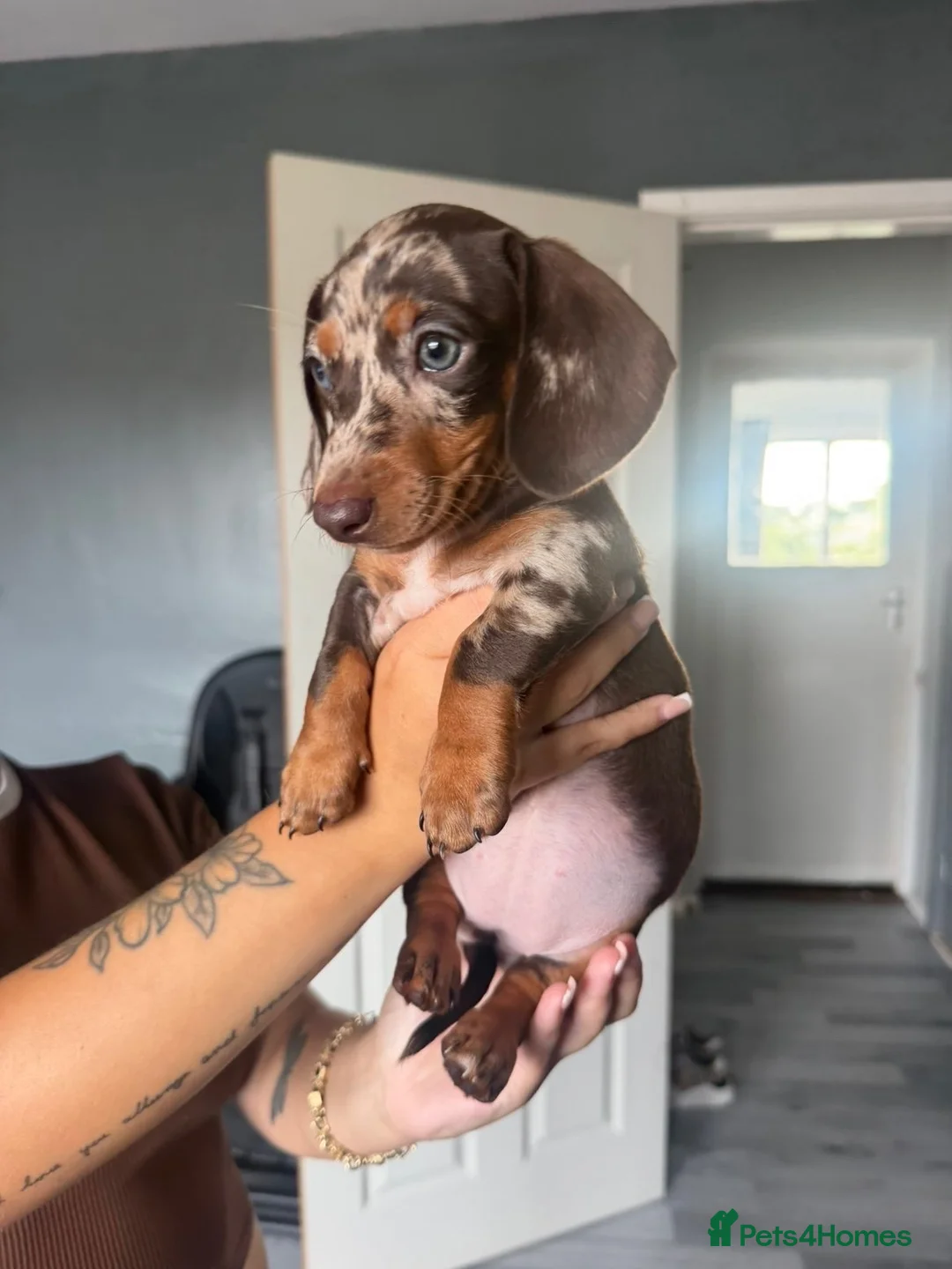 Dachshund dogs for sale: Chocolate and tan dapple female  - Advert 1
