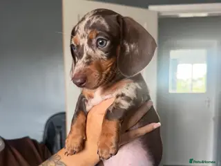 Dachshund dogs Chocolate and tan dapple female - Advert 1