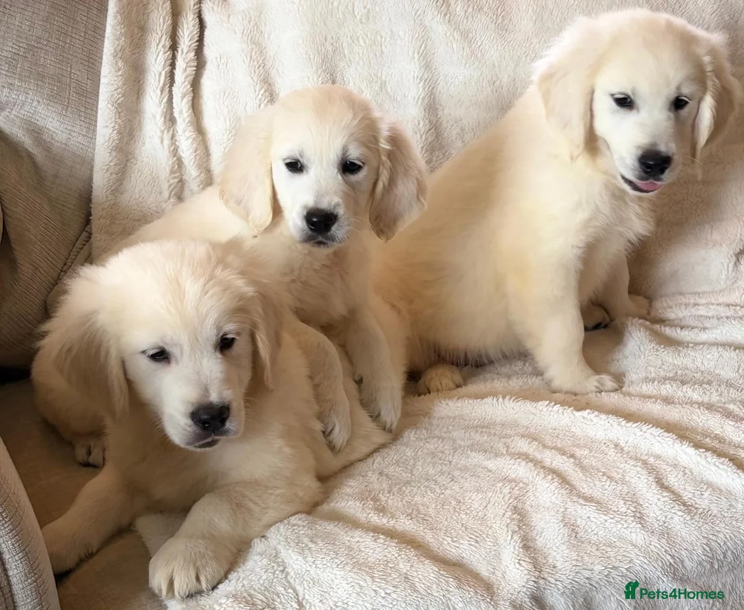 Golden Retriever dogs for sale: Super, chunky cream Goldie pups - Advert 1