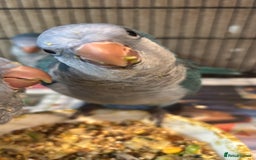 Parrots birds for sale: Hand reared baby quaker - Image 5