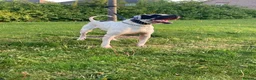 Mastiff dogs for sale: bully kutta male - Advert 4