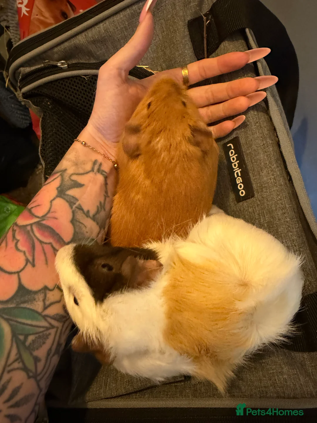 Guinea Pig rodents for sale: Baby Female and male Guinea pigs  - Advert 2
