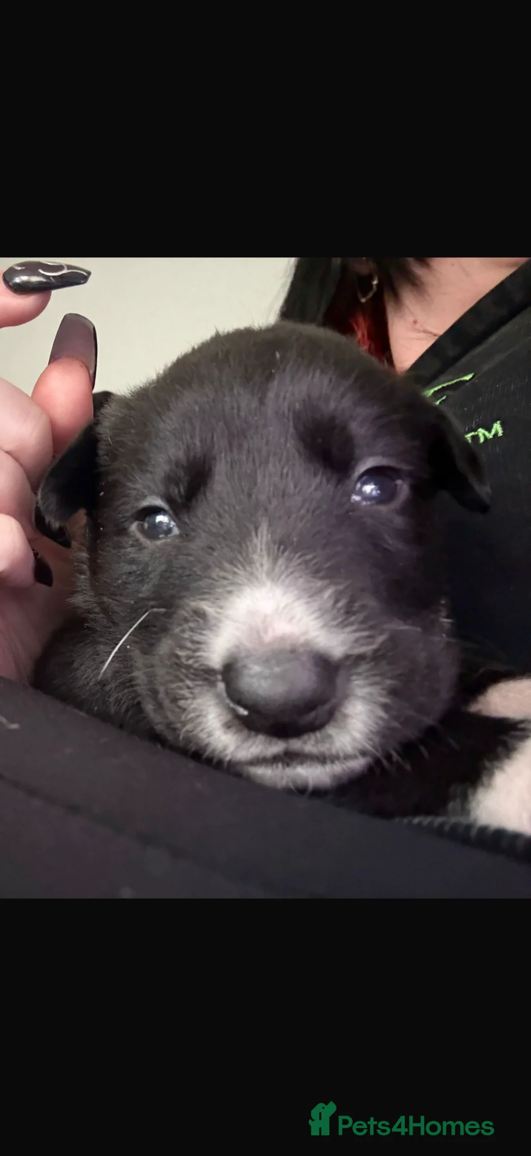Mixed Breed dogs for sale: Border collie x staffie x german sheppard pups  - Advert 2