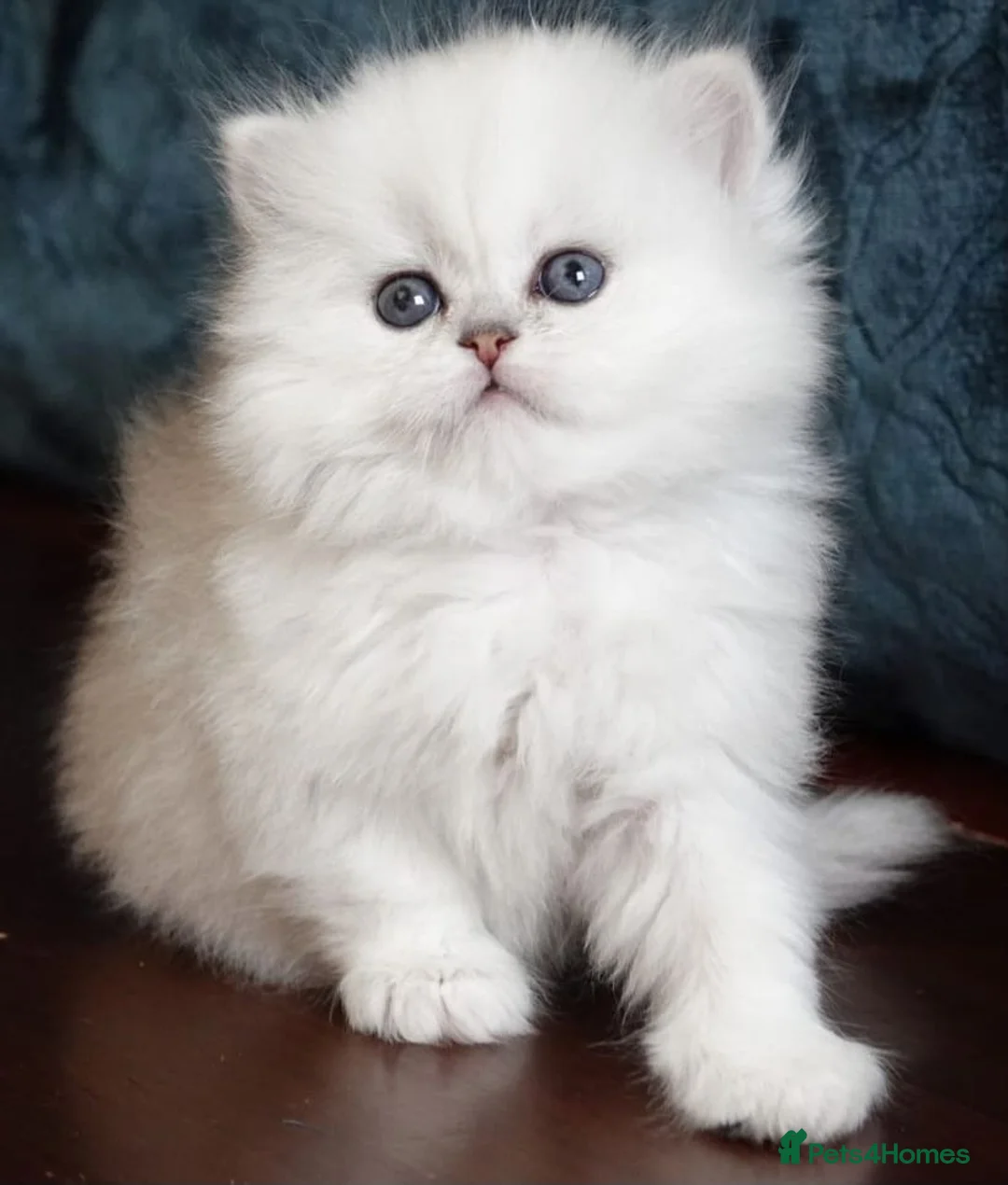 Persian cats for sale: Persian kittens - Advert 8