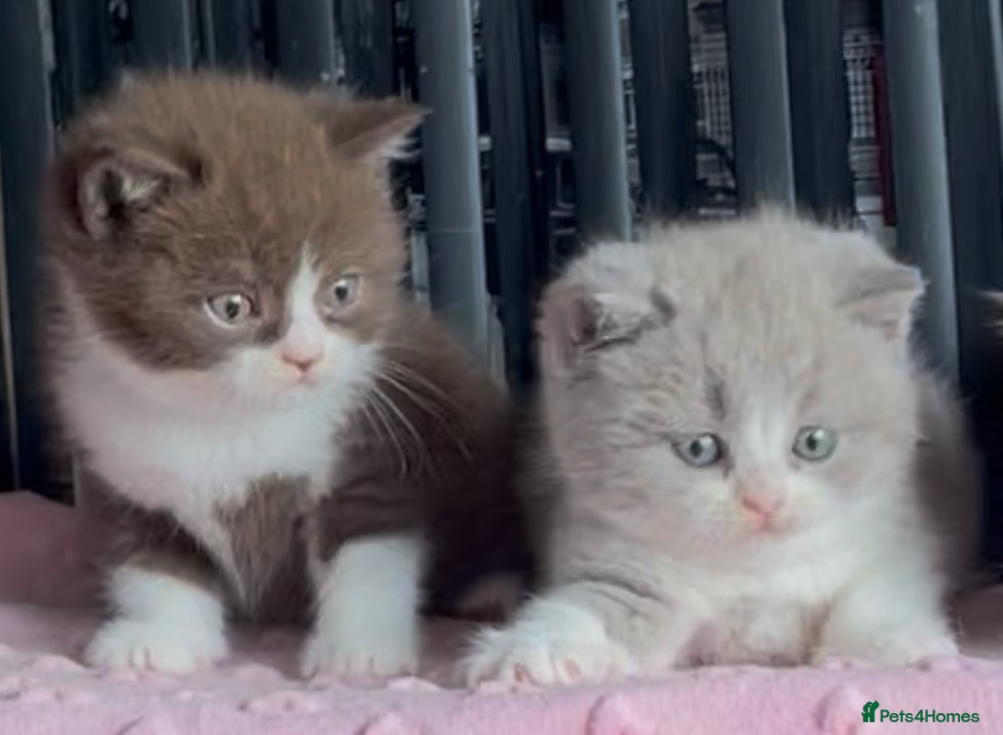 British Shorthair cats for sale: Beautiful BSH Champion line Kittens  - Advert 23