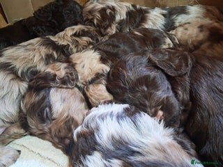 Cockapoo dogs Toy F1 Cockerpoo merle and chocolate puppies - Advert 6