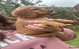 Cocker Spaniel dogs for sale: KC registered Red Cocker Spaniel Pups  - Image 7