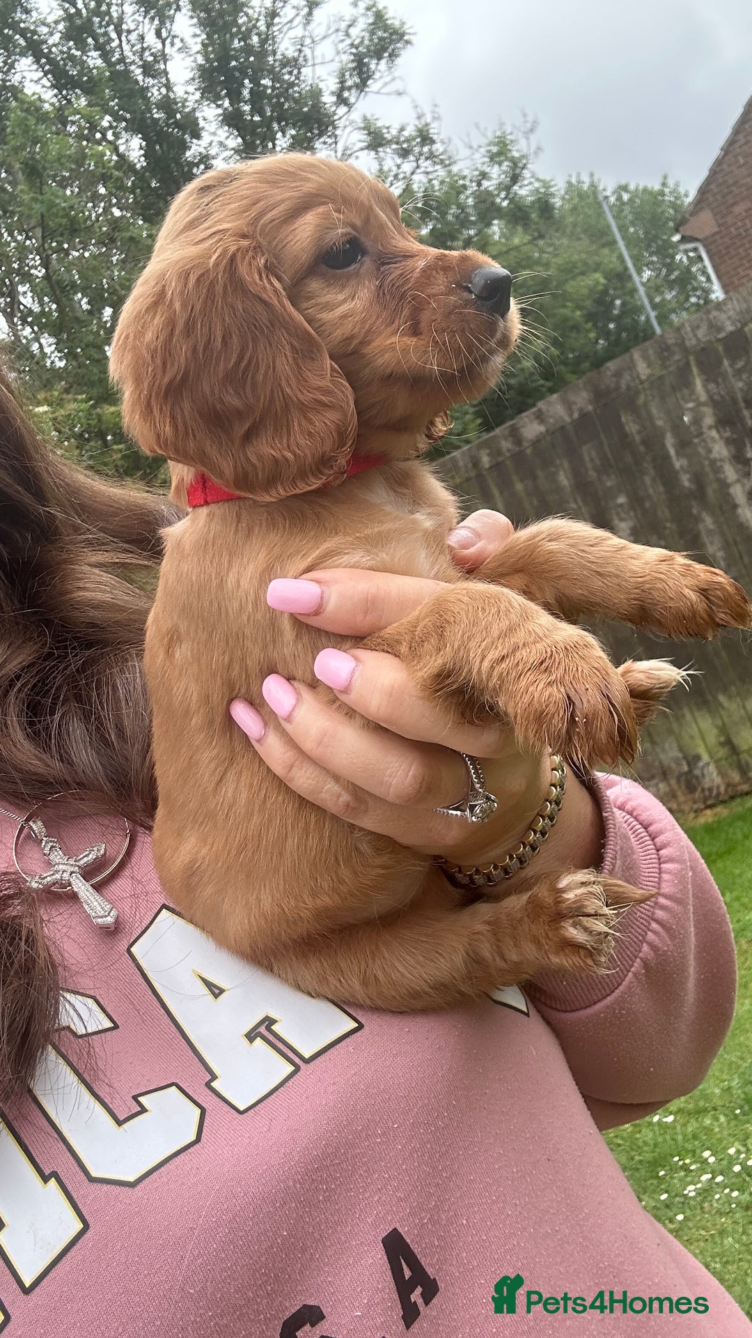 Cocker Spaniel dogs for sale: KC registered Red Cocker Spaniel Pups  - Image 7