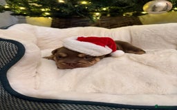 English Bulldog dogs for sale: English Bulldog Puppies Looking for Loving Homes🐶 - Image 7