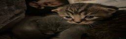 Mixed Breed cats for sale: 6 kittens - Advert 8