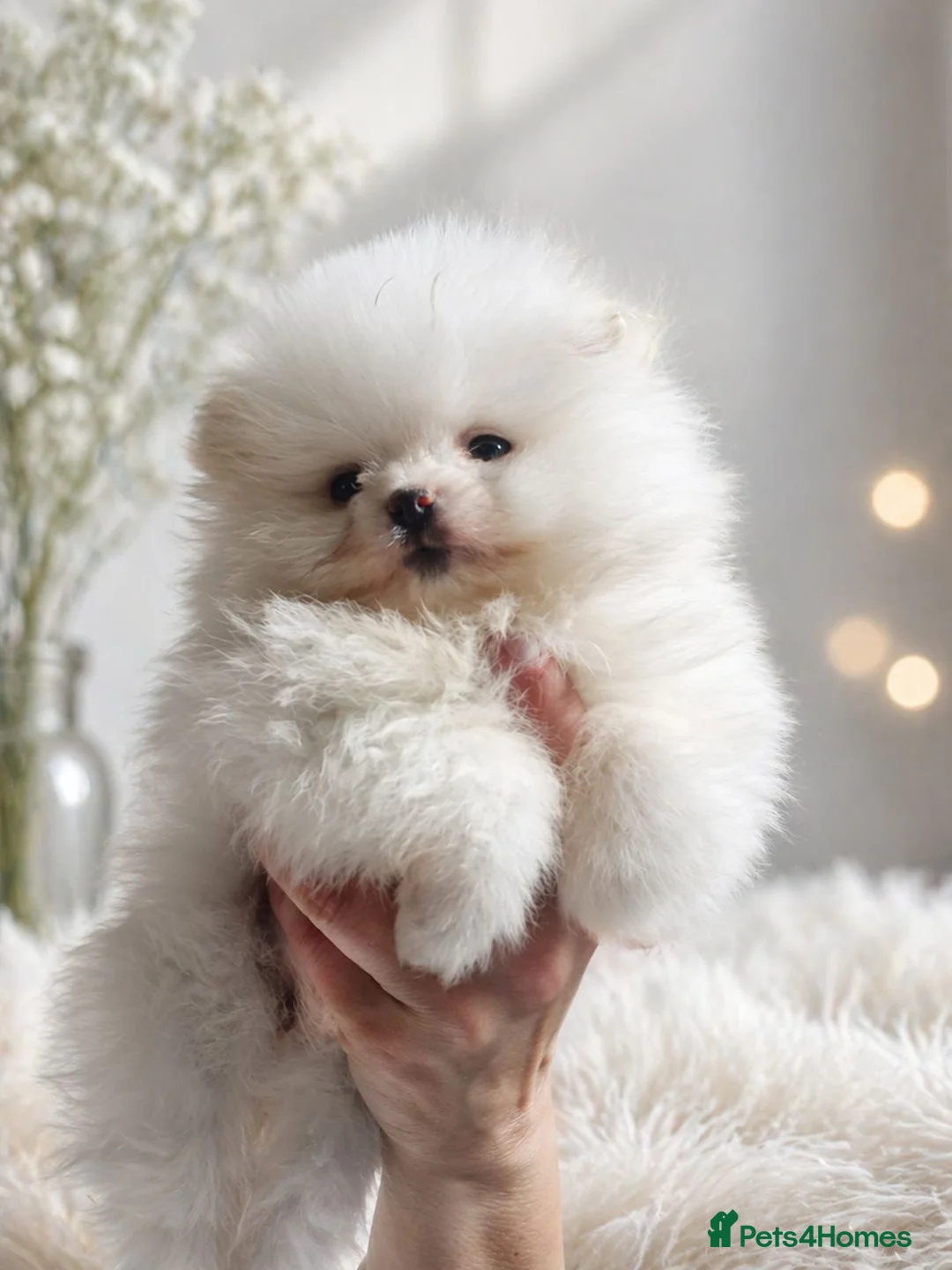 Pomeranian dogs for sale: Pomeranian white girl  - Advert 1