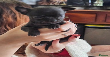 Chihuahua dogs Beautiful Tiny Blue Chihuahuas - Advert 2