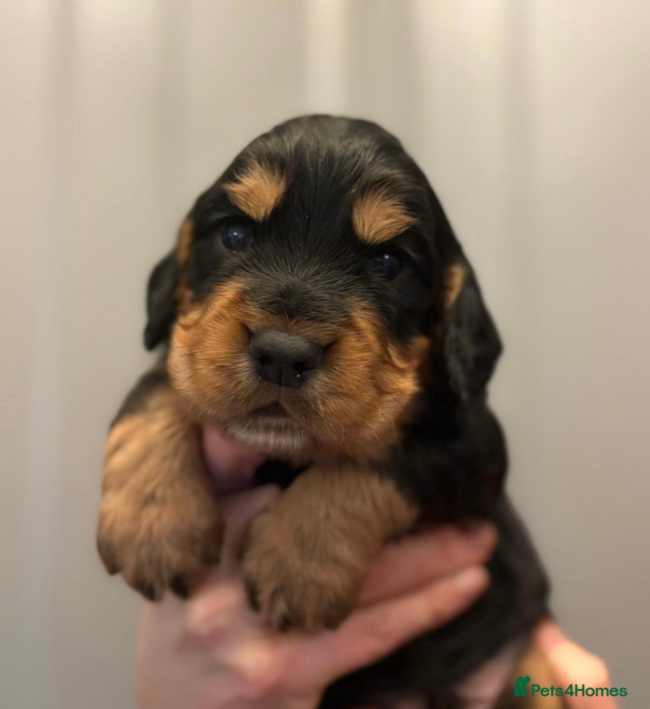 Cocker Spaniel dogs KC reg working cocker spaniels  - Advert 5