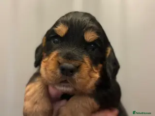 Cocker Spaniel dogs KC reg working cocker spaniels - Advert 5