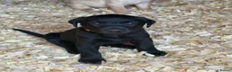 Labrador Retriever dogs for sale: 🖤 KC Reg Black Lab Pups 2 Girls Available 🖤 - Advert 3