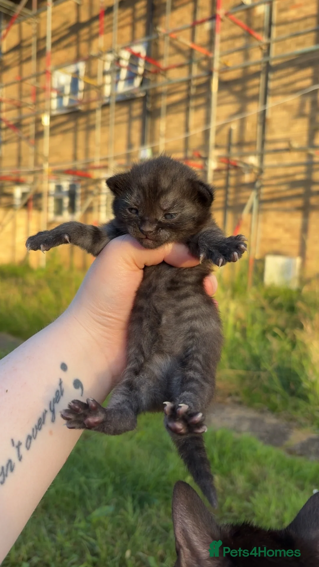 Mixed Breed cats for sale: Stunning kittens mixed colours  in Lincoln - Advert 5