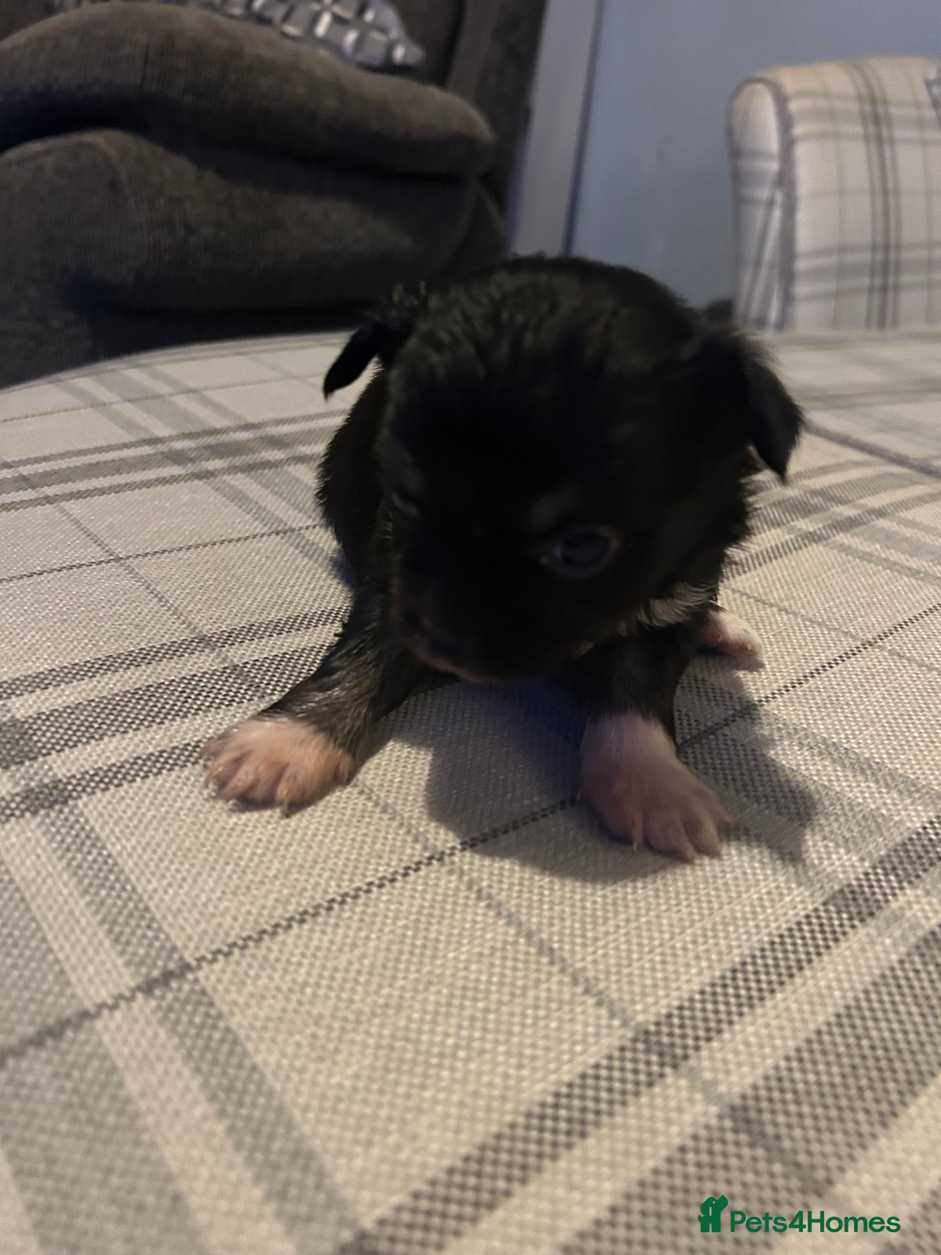 Chihuahua dogs Perfect Chihuahua pups for sale  - Advert 1