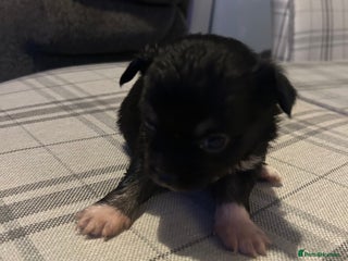 Chihuahua dogs Perfect Chihuahua pups for sale - Advert 1