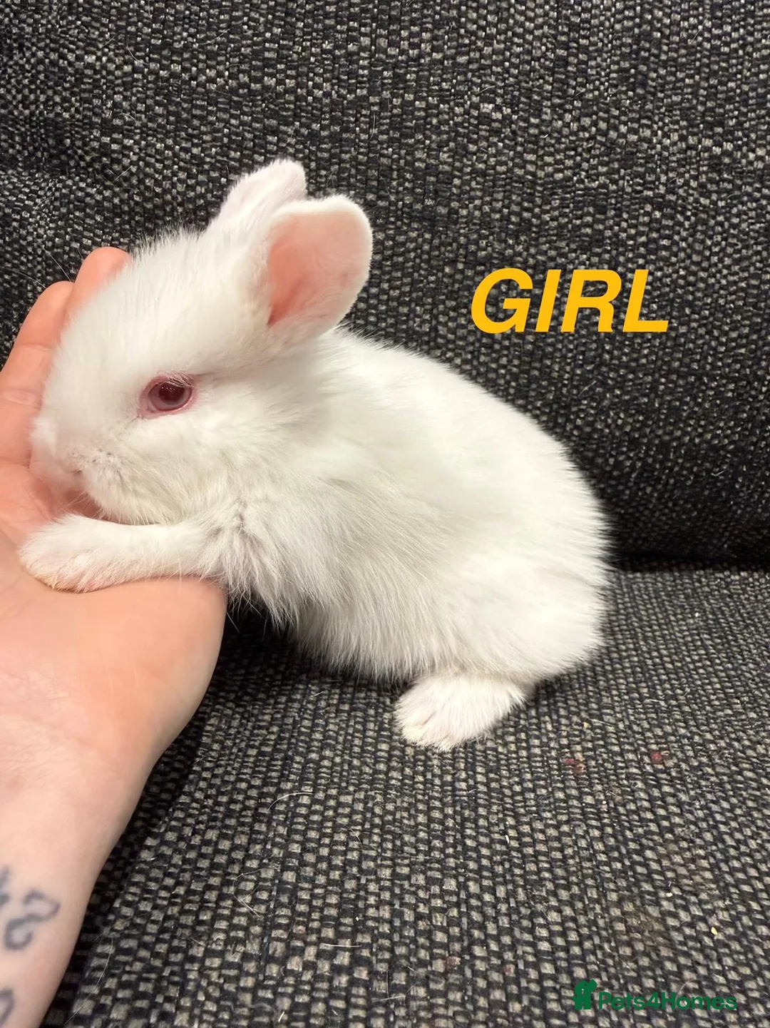 Lionhead rabbits for sale: 4 Baby Lion Head rabbits  - Advert 2