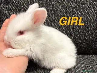 Lionhead rabbits 2 Baby Lion Head rabbits - Advert 16