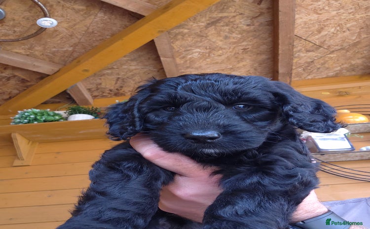 Cockapoo dogs in Littlehampton - Advert 3