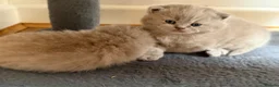 British Shorthair cats for sale: Fawn Pure Pedigree GCCF British Short Hair in Reading - Advert 12
