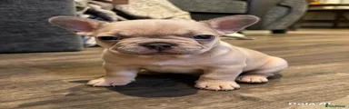 French Bulldog 2