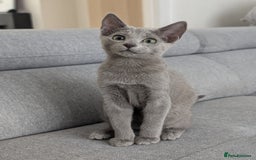 Russian Blue cats for sale: Last Russian Blue girl - Image 3