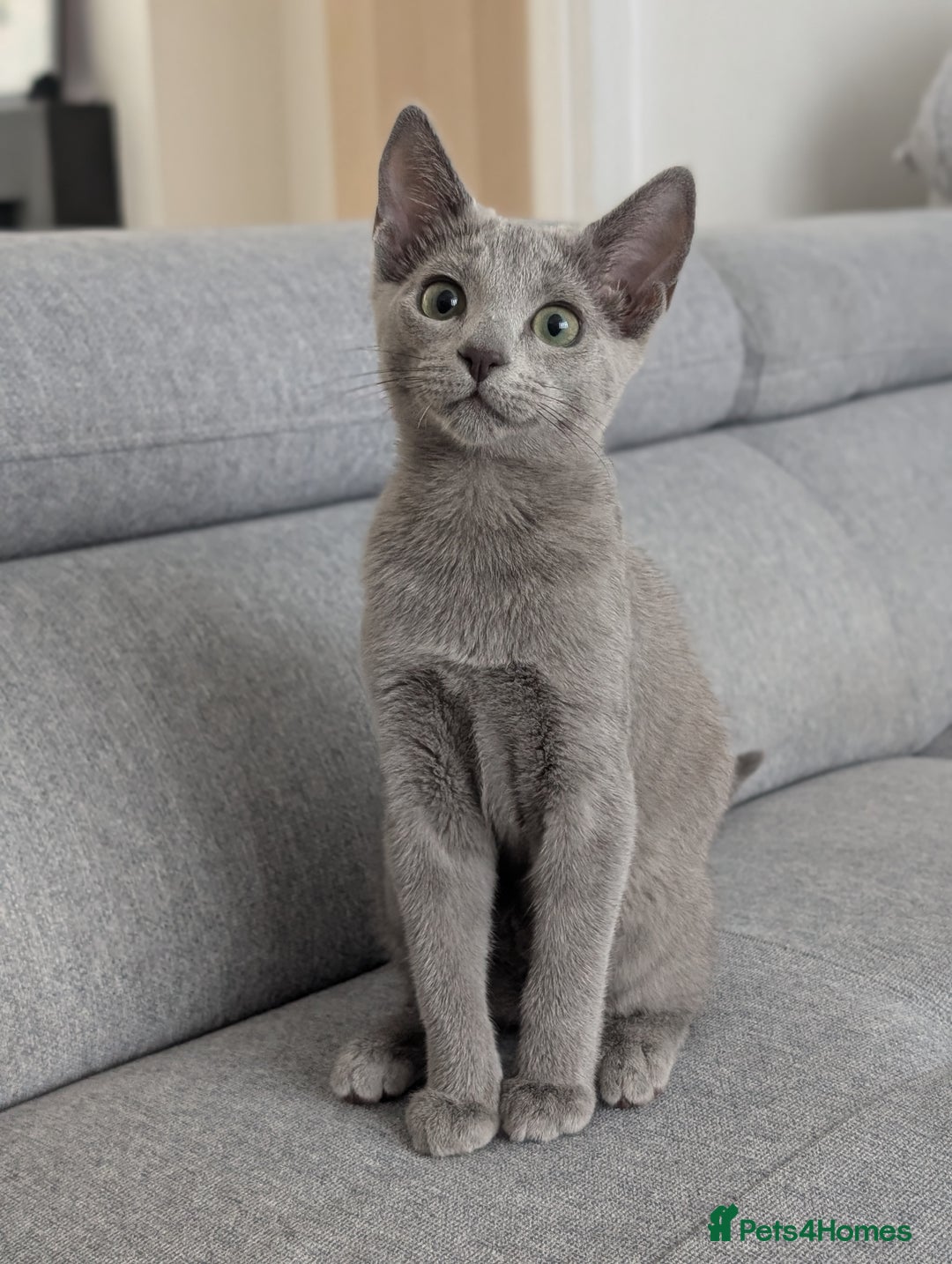 Russian Blue cats for sale: Last Russian Blue girl - Image 3