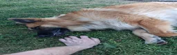 German Shepherd dogs for sale: Beau....German Shepherd  - Advert 6
