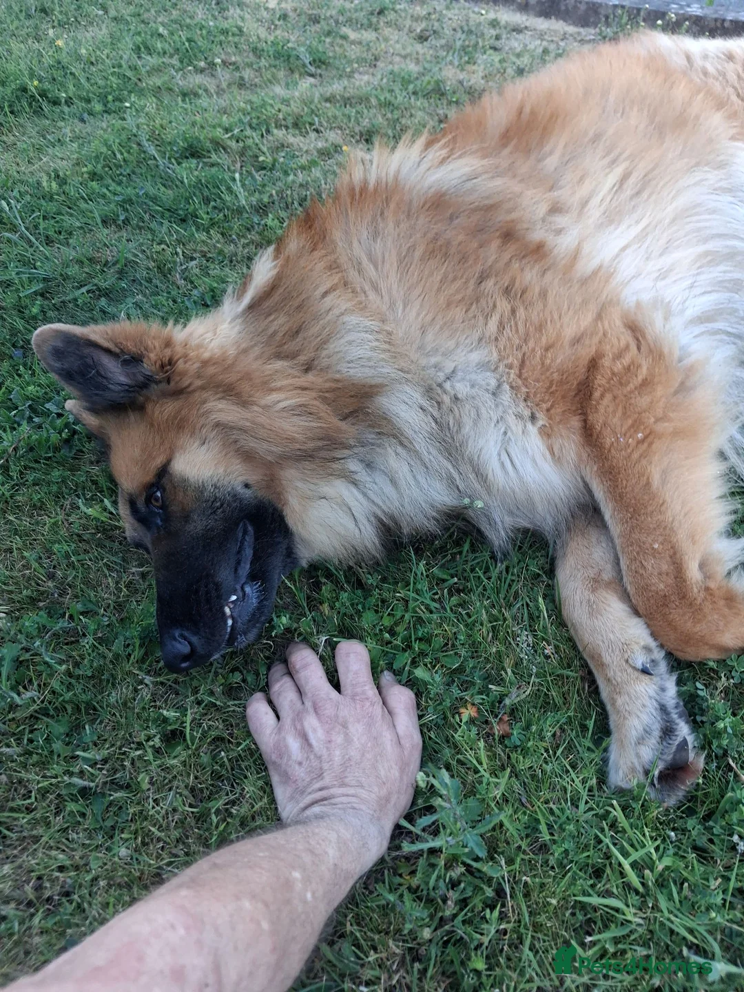 German Shepherd dogs for sale: Beau....German Shepherd  - Advert 6