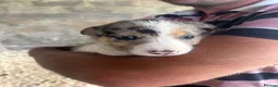 Border Collie dogs for sale: Collie puppies - merles  - Advert 30